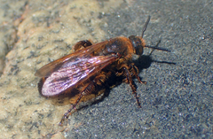 Megacampsomeris prismatica