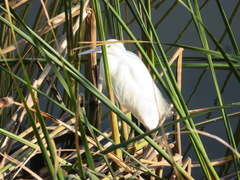 Egretta garzetta