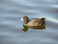 Fulica atra