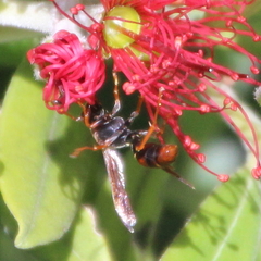 Polistes humilis humilis