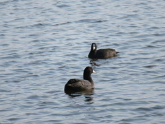 Fulica atra
