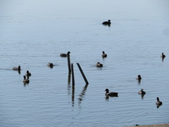 Fulica atra