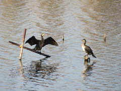 Phalacrocorax carbo