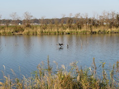Phalacrocorax carbo