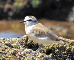 Charadrius marginatus mechowi