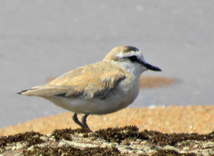 Charadrius marginatus mechowi