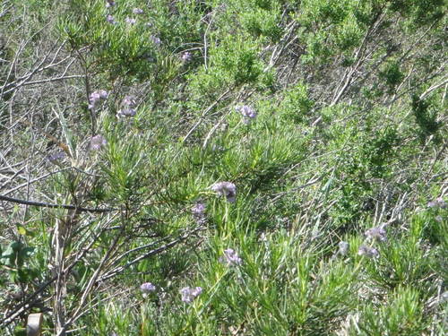 Lompoc yerba santa (Eriodictyon capitatum)