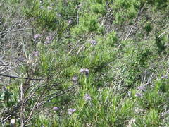 Eriodictyon capitatum