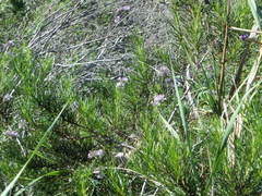 Eriodictyon capitatum