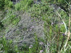 Eriodictyon capitatum