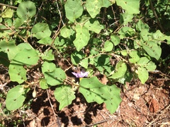 Solanum erythracanthum