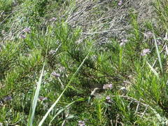 Eriodictyon capitatum