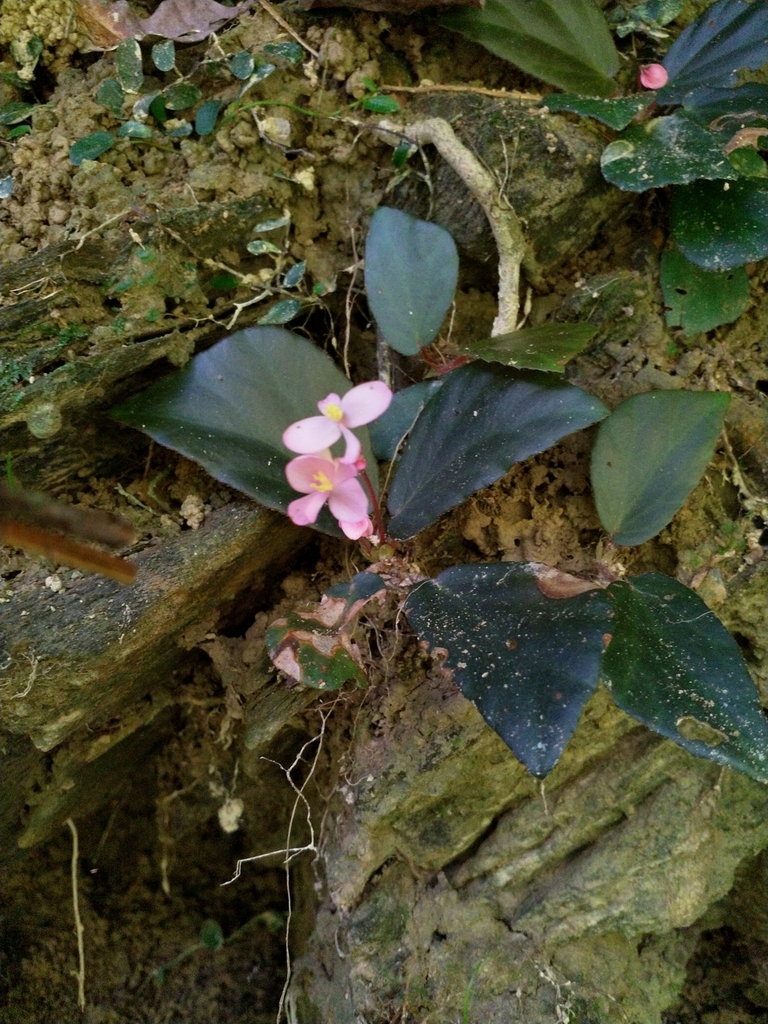 Begonia truncatifolia