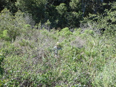 Eriodictyon capitatum