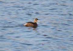 Tachybaptus ruficollis