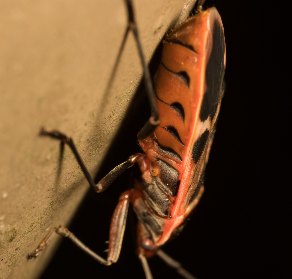 gutta bug