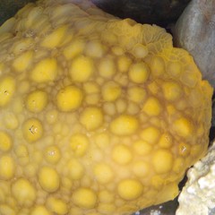 Doris wellingtonensis