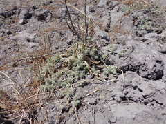 Eryngium vaseyi vaseyi