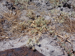 Eryngium vaseyi vaseyi