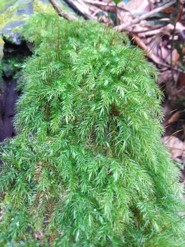 Pyrrhobryum spiniforme