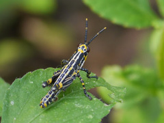 Zonocerus variegatus