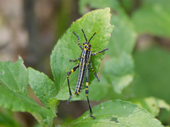 Zonocerus variegatus