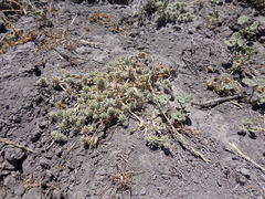Eryngium vaseyi vaseyi