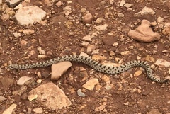Crotalus oreganus concolor