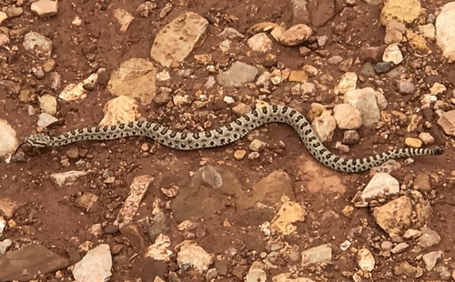 Photo of a Midget Faded Rattlesnake (Crotalus concolor)