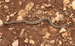 Crotalus oreganus concolor