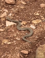 Crotalus oreganus concolor