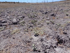 Eryngium vaseyi vaseyi