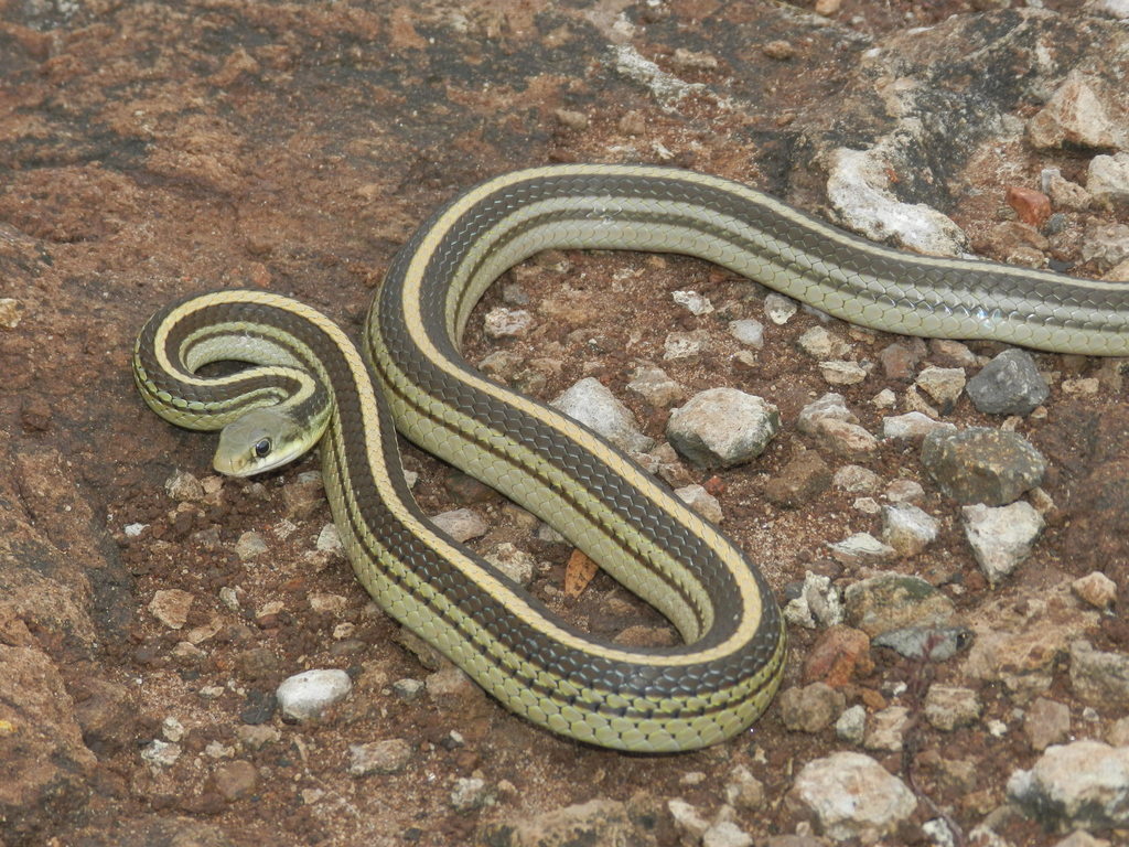 Baird's Patchnose Snake