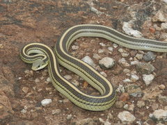 Baird's Patchnose Snake photo 1