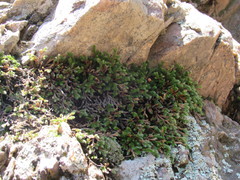 Selaginella weatherbiana