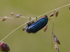 Melyris
