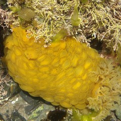 Doris wellingtonensis