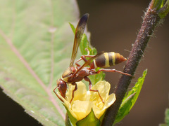 Polistes badius