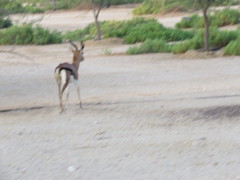 Gazella arabica