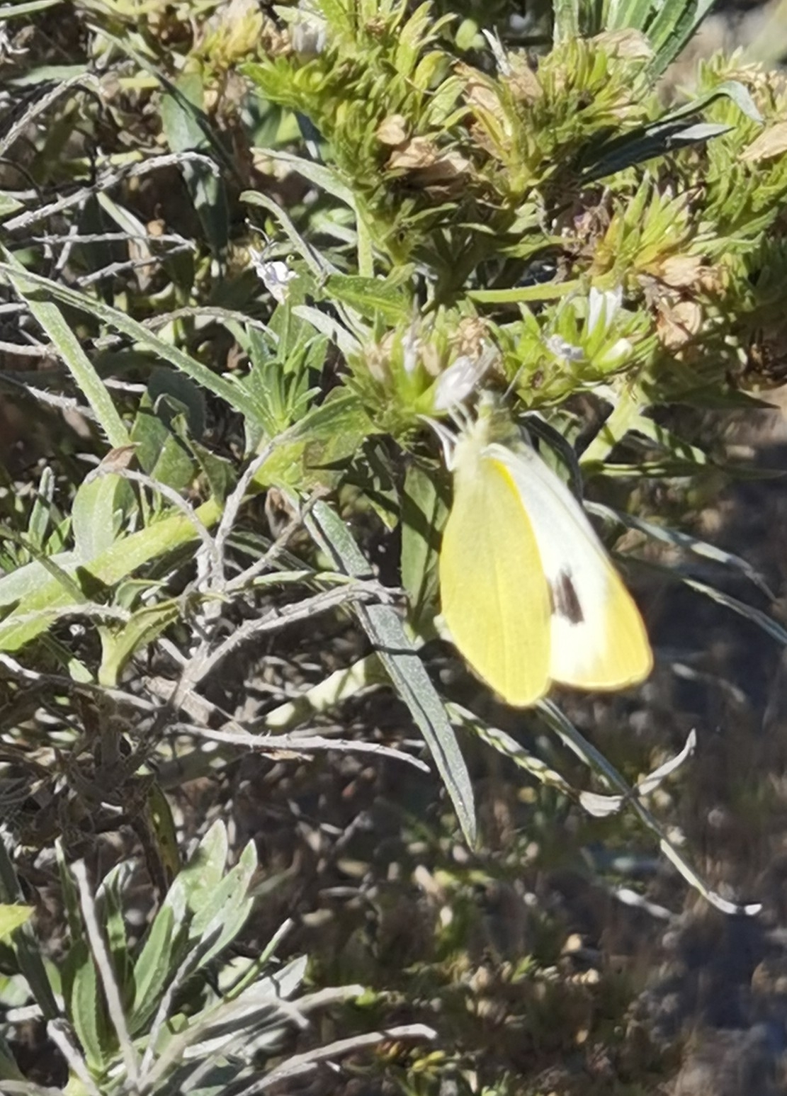 Mariposa Capuchina