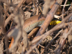 Trachylepis quinquetaeniata
