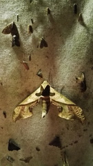 Adhemarius dariensis