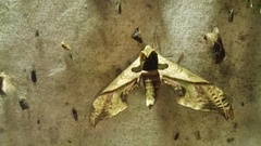 Adhemarius dariensis