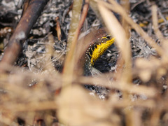 Trachylepis quinquetaeniata
