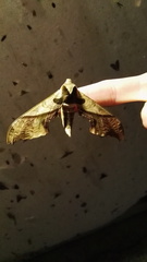 Adhemarius dariensis