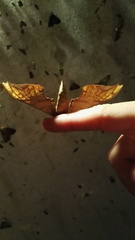 Adhemarius dariensis