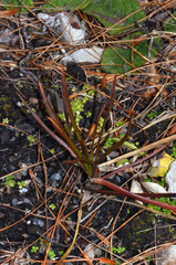 Aciphylla