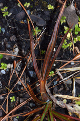 Aciphylla