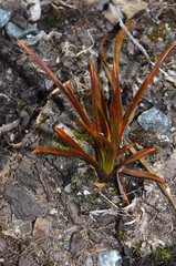 Aciphylla