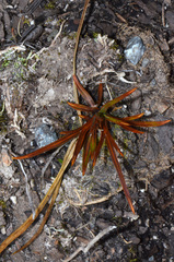 Aciphylla